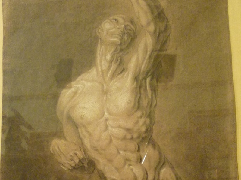 ANTICO DISEGNO 'STUDIO DI SCORTICATO' , XVI/XVII° SECOLO