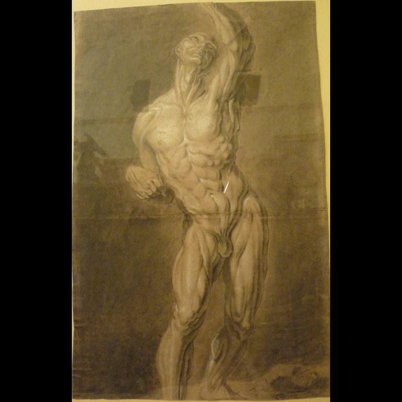 ANTICO DISEGNO 'STUDIO DI SCORTICATO' , XVI/XVII° SECOLO